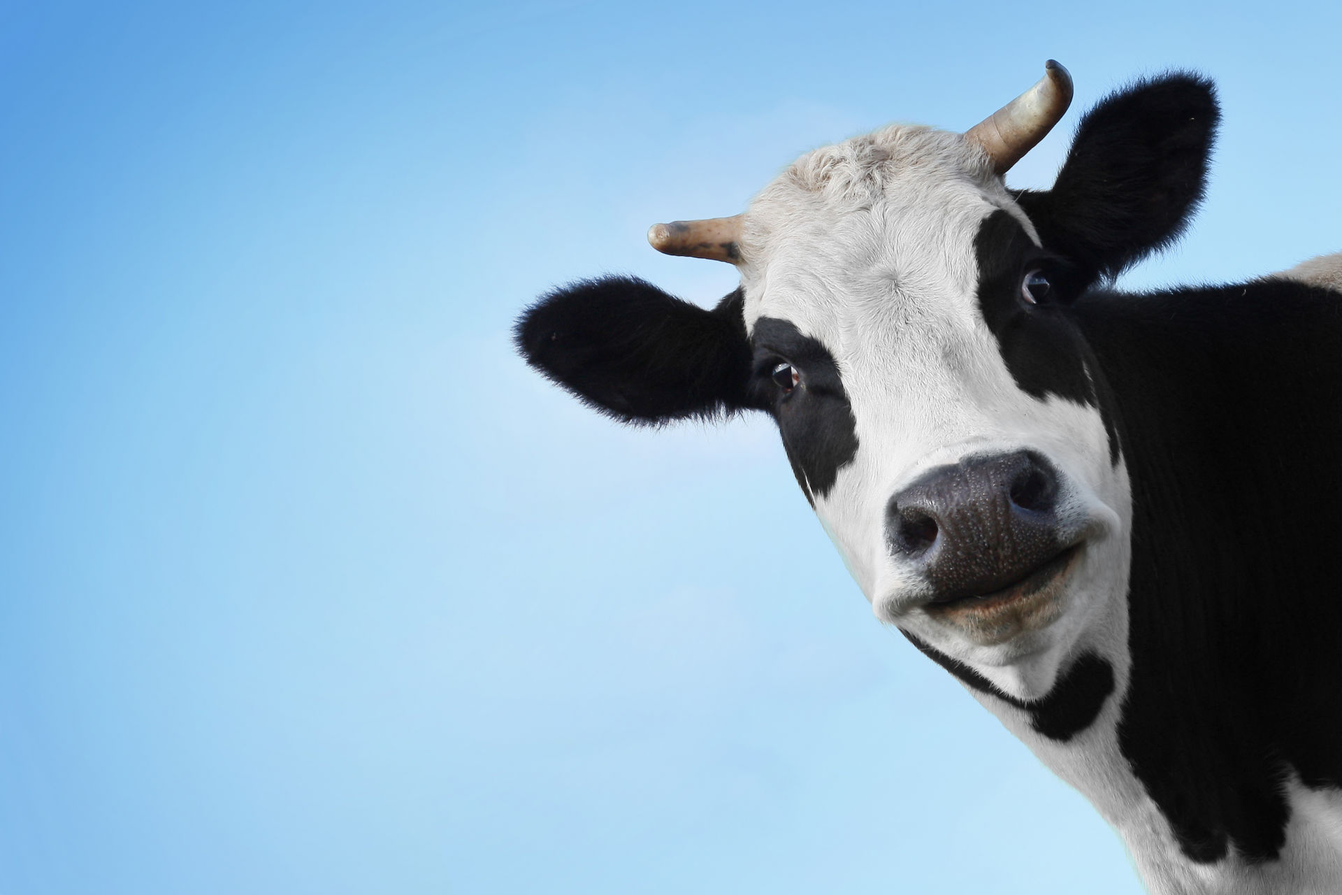 Мясокомбинат закупает быки, коровы