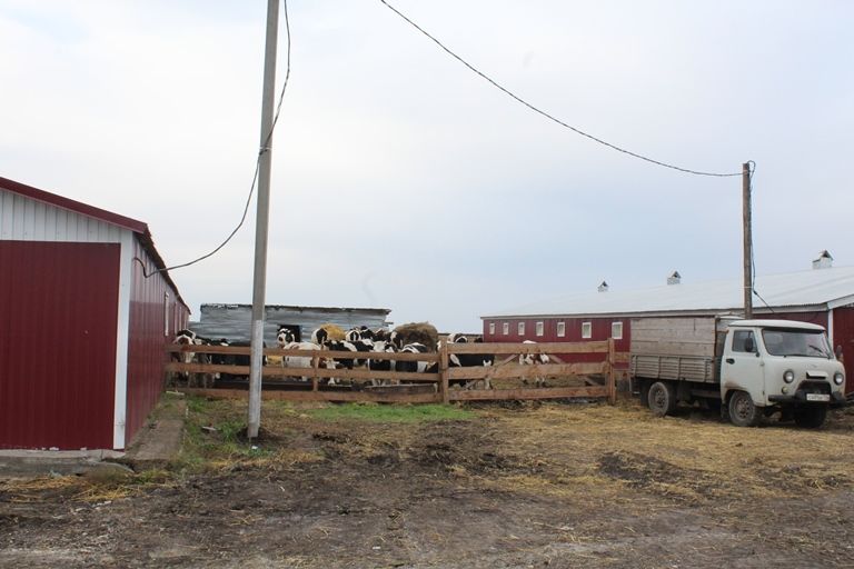 В Дрожжановском районе поголовье коров увеличилось