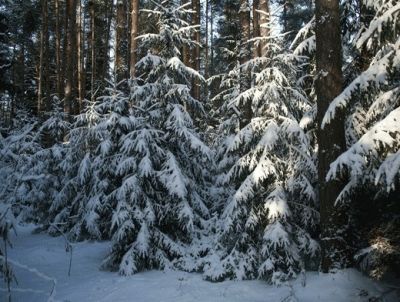 Новогодние елки могут быть заражены лесными вредителями