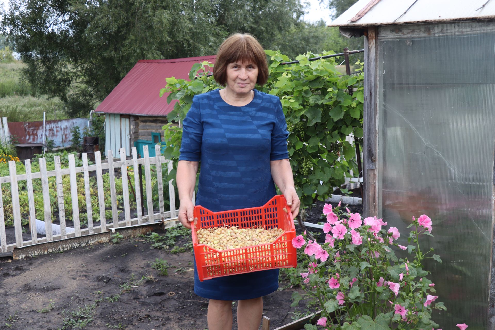 Егоровлар Ульяновск шәһәреннән кайтып, Чүпрәледә гөлбакча үстерә