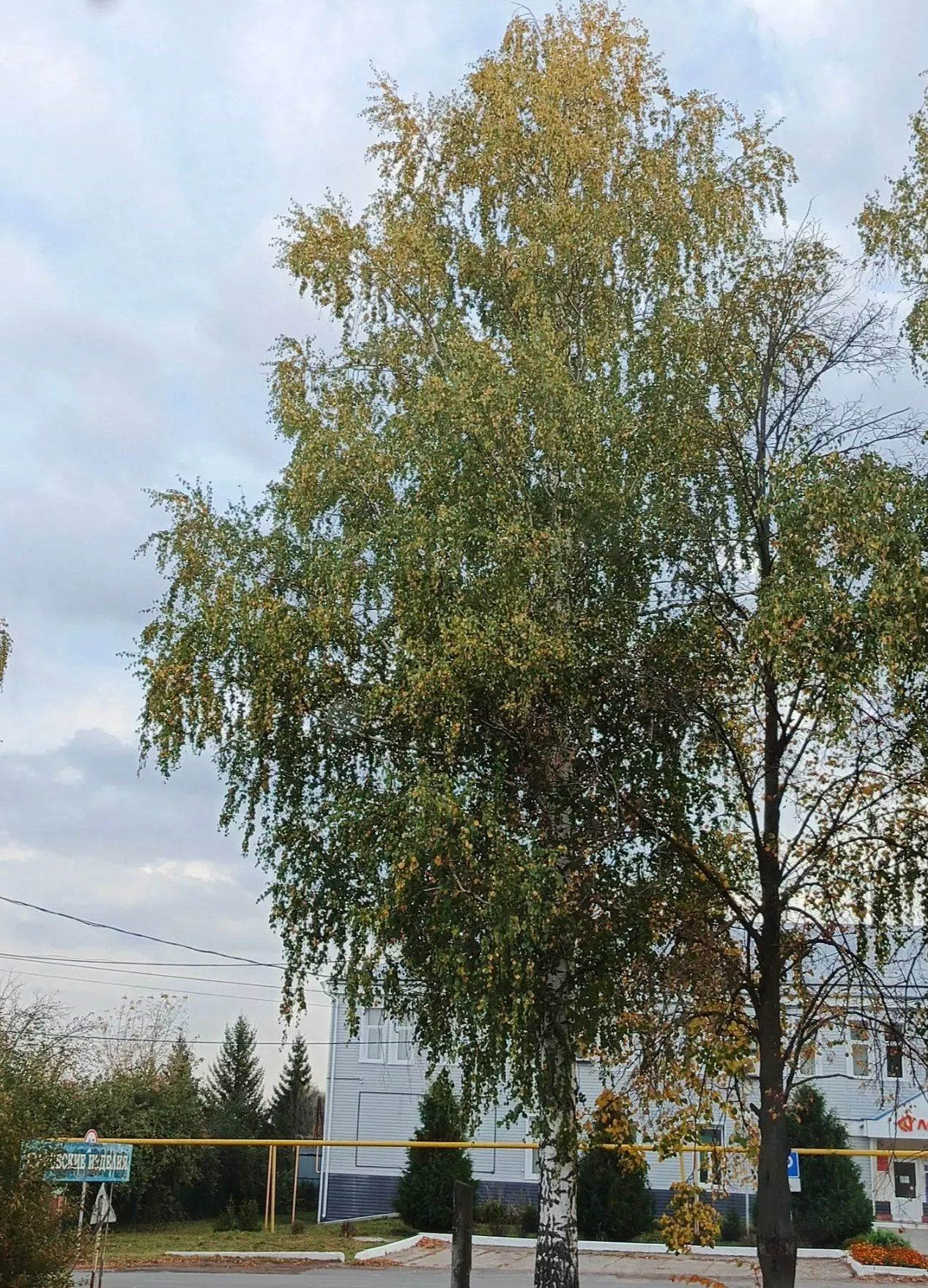 В Дрожжановском районе ожидается переменная облачность без существенных осадков