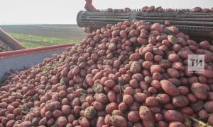Россельхозцентр Татарстана расскажет как вырастить столовую свеклу