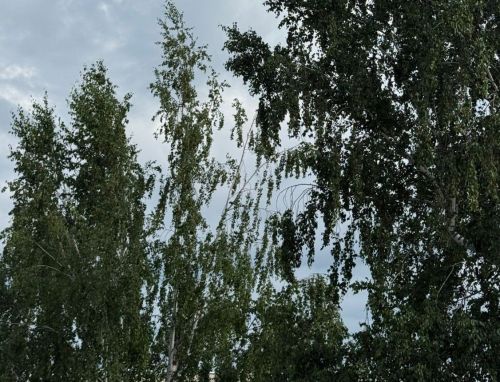 Погода в Дрожжановском районе на 12 сентября