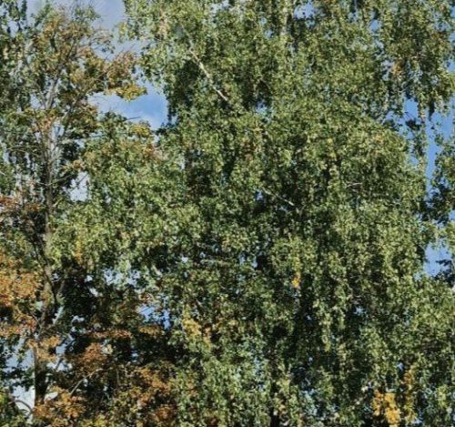 Погода в Дрожжановском районе на 9 сентября