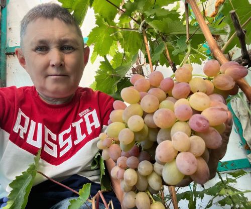 Чүпрәле районы Кече Чынлы авылында виноград үстерү остасы яши