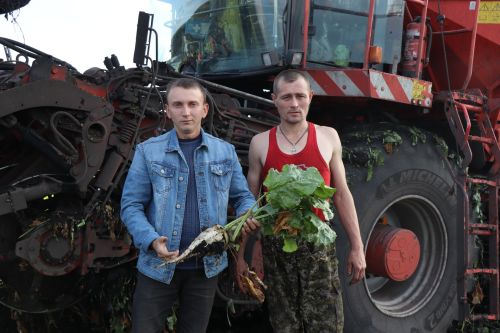 В КФХ «Р.А.Бикчуров» Дрожжановского района РТ завершили уборку сахарной свеклы