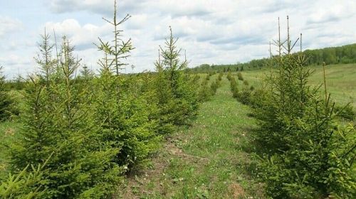 В Татарстане на 3615 гектарах площади  восстановили леса по нацпроекту «Экология»