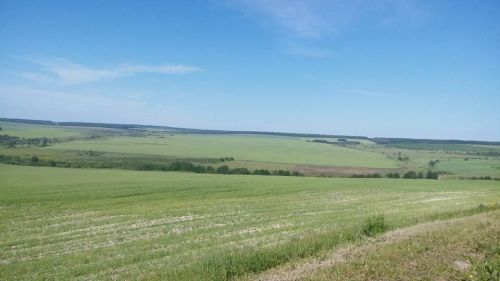 Аграриям рекомендуют защитить яровые культуры от хлебных блошек и сорняков