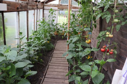Егоровлар Ульяновск шәһәреннән кайтып, Чүпрәледә гөлбакча үстерә
