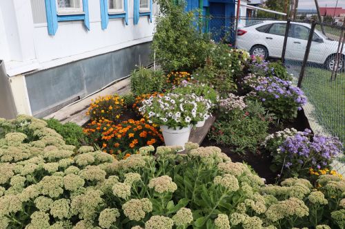 Егоровлар Ульяновск шәһәреннән кайтып, Чүпрәледә гөлбакча үстерә