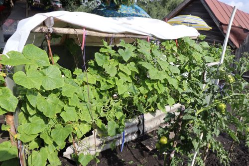 Егоровлар Ульяновск шәһәреннән кайтып, Чүпрәледә гөлбакча үстерә