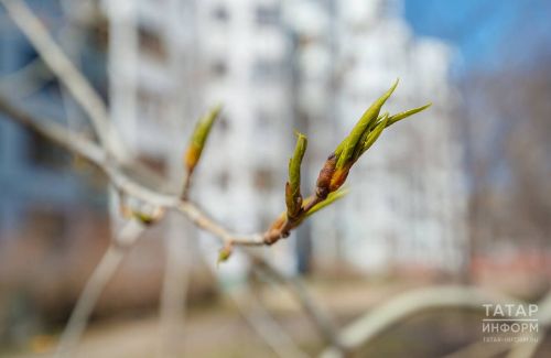Погода в Дрожжановском районе на 30 апреля