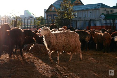 Дрожжановцам посоветовали не покупать овец к Курбан-байраму в других регионах