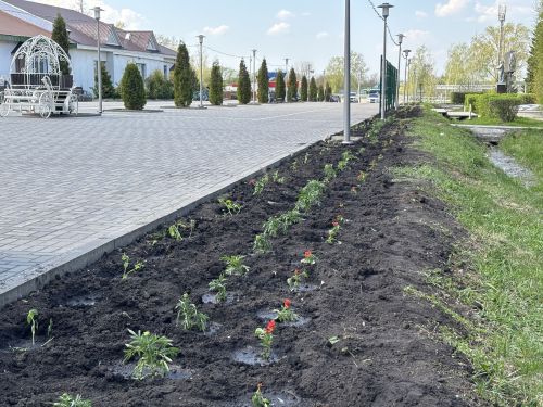В Дрожжановском районе началась посадка цветов