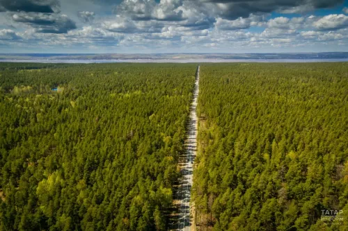 Искусственное лесовосстановление в Татарстане проведено на 1200 гектарах