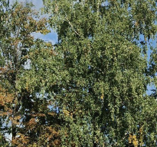 Погода в Дрожжановском районе на 9 сентября