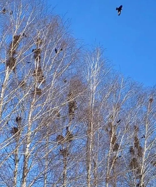 В Дрожжановский район прилетели грачи