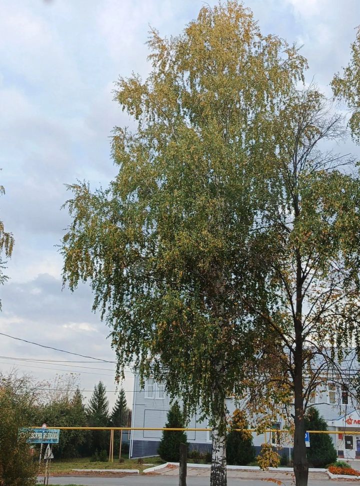 В Дрожжановском районе ожидается переменная облачность без существенных осадков