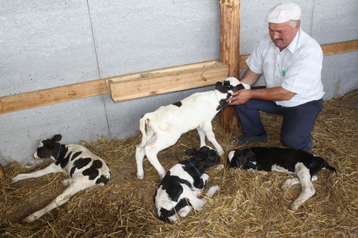 Уникальный случай в Дрожжаном: Цильнинская корова родила четырех телят