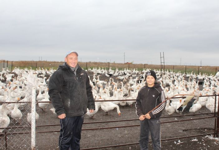 Бадыковы  из Дрожжановского  района занимаются  выращиванием гусей