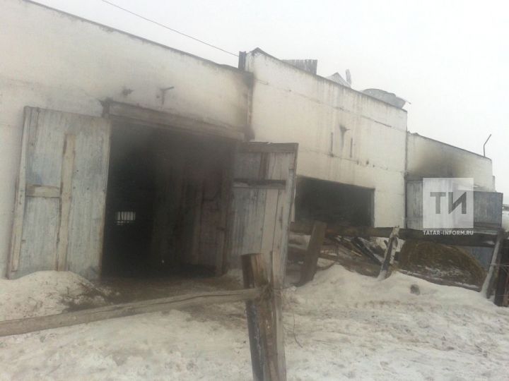 В Татарстане загорелась ферма с коровами