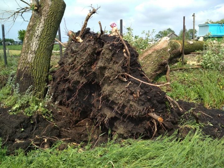 В Дрожжановском районе  ураган повалил  деревья
