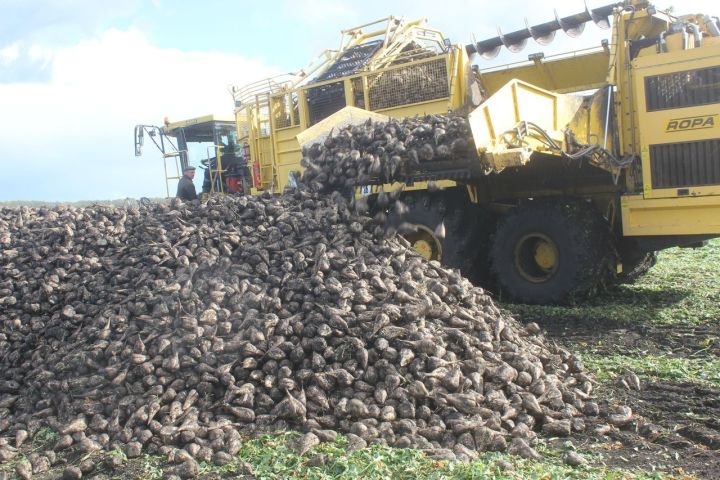 “Цильна” хуҗалыгы тәүлек саен заводка  3000 тонна шикәр чөгендере озата