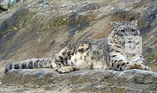 Чистый геном барса планируют вывести ученые из Татарстана, изучающие редкие виды кошек