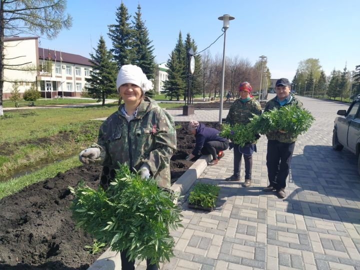 В Дрожжановском районе начали высаживать цветы