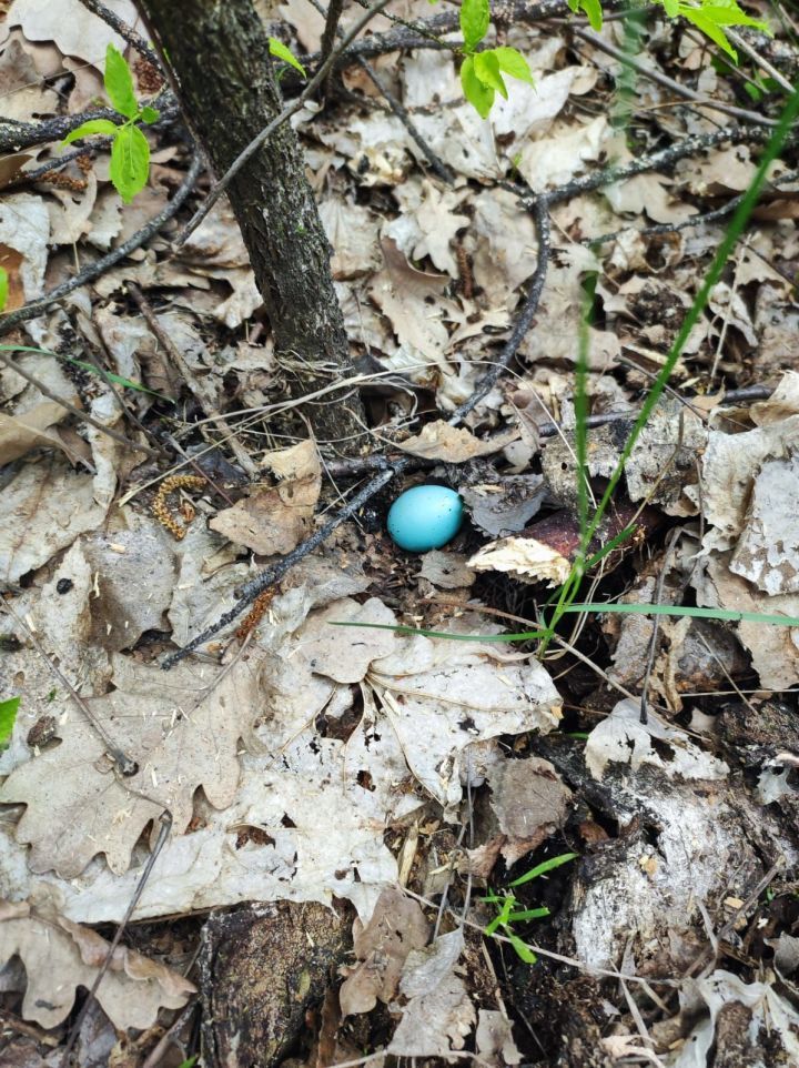 Во время субботника жители Азнакаево обнаружили голубое яйцо