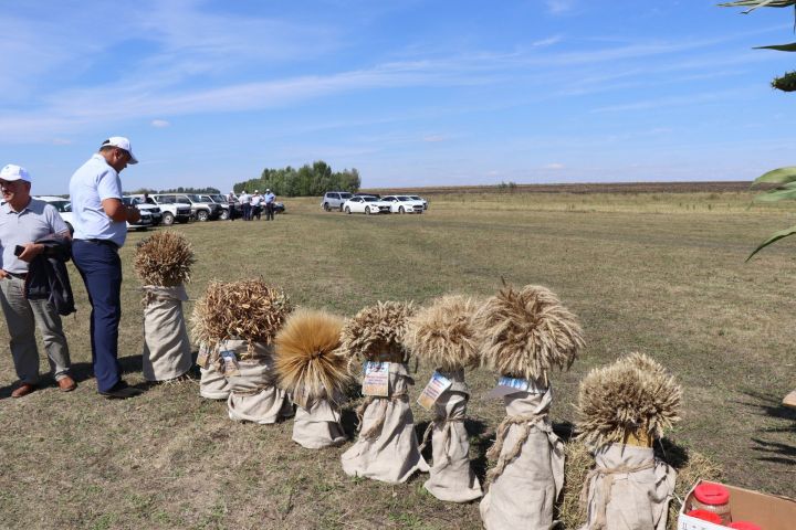 Более 5,2 млн тонн зерна: рекордный урожай собрали в Татарстане