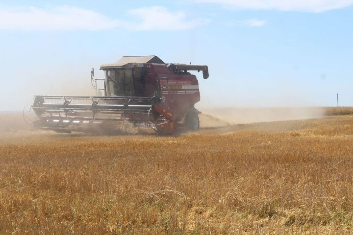 Есть 5 млн. тонн зерна: аграрии Татарстана рапортуют