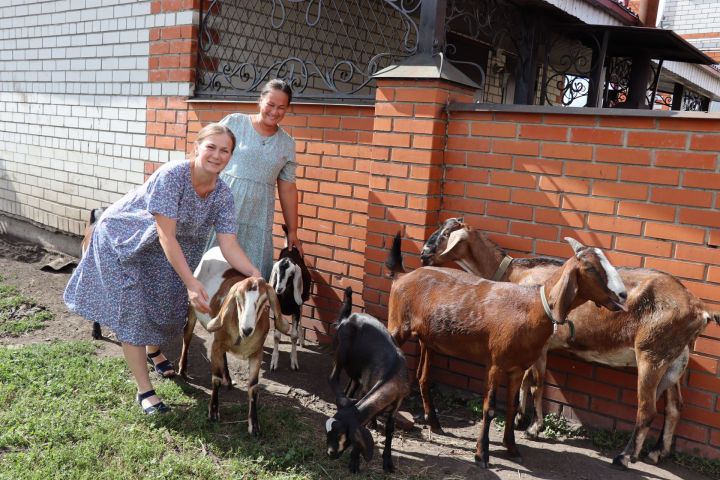 Чүпрәледә Түбән Чәке авылында яшәүче апалы-сеңелле Наталия һәм Надежда англо-нубий токымлы кәҗәләр үрчетә