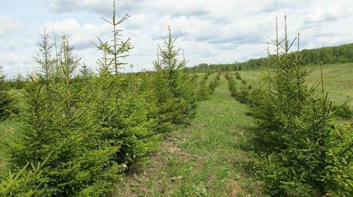 В Татарстане на 3615 гектарах площади  восстановили леса по нацпроекту «Экология»