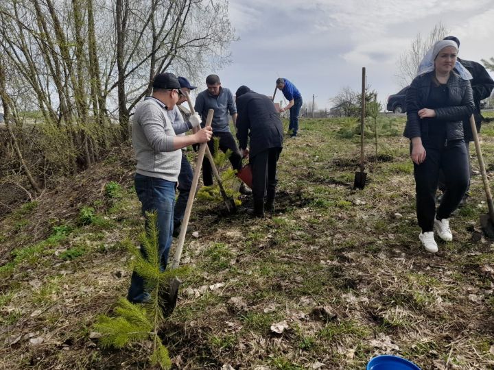 В Дрожжановском районе на территории родника появились новые саженцы ели и сосны