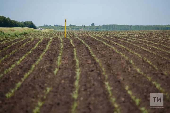 Состояние озимых культур в Татарстане и борьба с проволочником – рекомендации Россельхозцентра