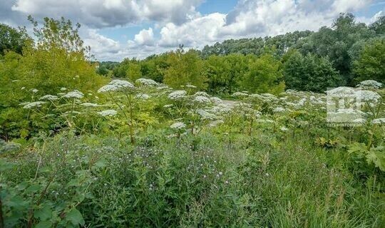 Борщевик Сосновского: как остановить опасный сорняк в Татарстане?