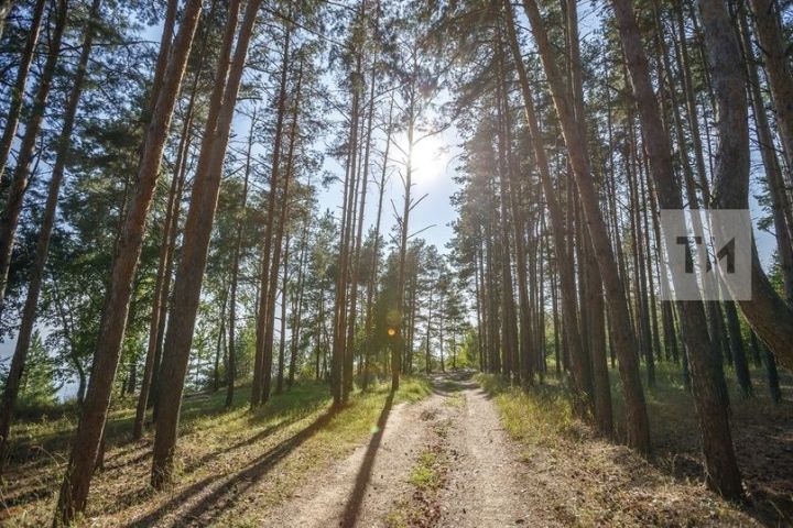 Погода в Дрожжановском районе на 1 августа