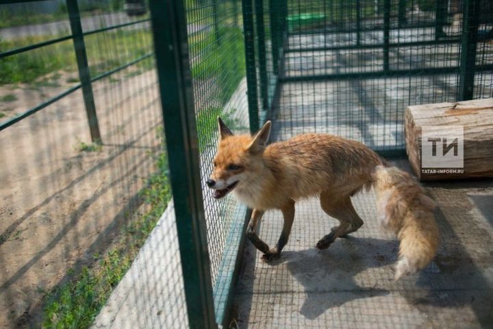 Управление Россельхознадзора по РТ предупреждает дрожжановцев об опасности бешенства