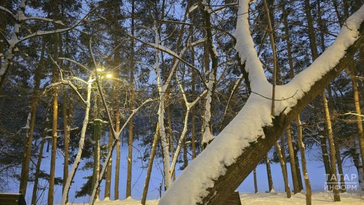 Татарстан перевыполнил план по лесовосстановлению в 1,5 раза и избежал лесных пожаров в 2026 году