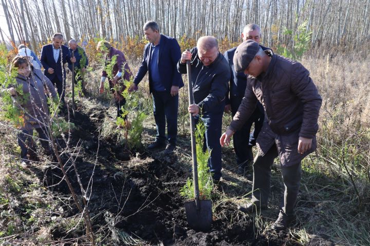 Главы сельских поселений Дрожжановского района посадили туи в рамках акции «Сохраним лес»