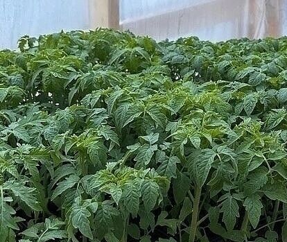 Чем подкормить рассаду помидоров: 5 проверенных народных рецептов