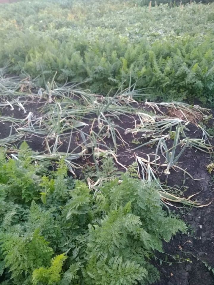 Август уйӑхӗнчи пахча ӗҫӗсем