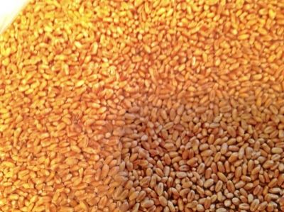 Дрожжановский техникум реализует: пшеницу, ячмень