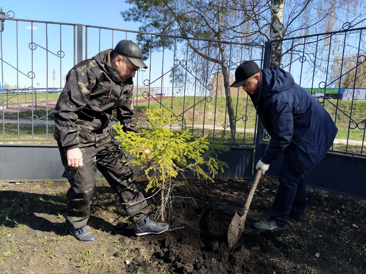 В парке имени Петра Дементьева в Дрожжаном посадили 77 елей