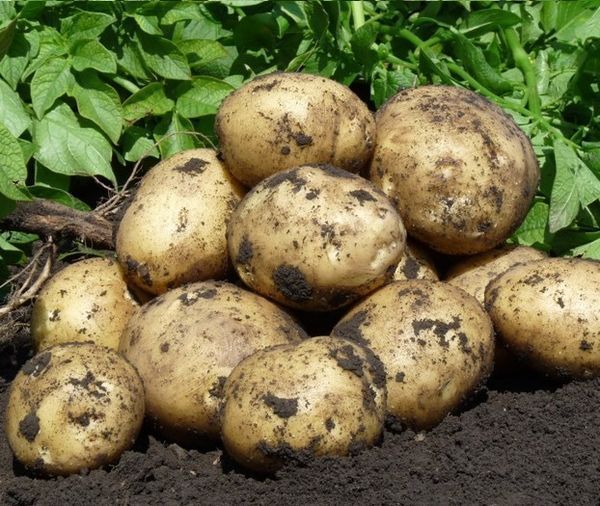 Борьба с вредителя началась: в Россельхозцентре Татарстана рассказали, как бороться с почвенными вредителями