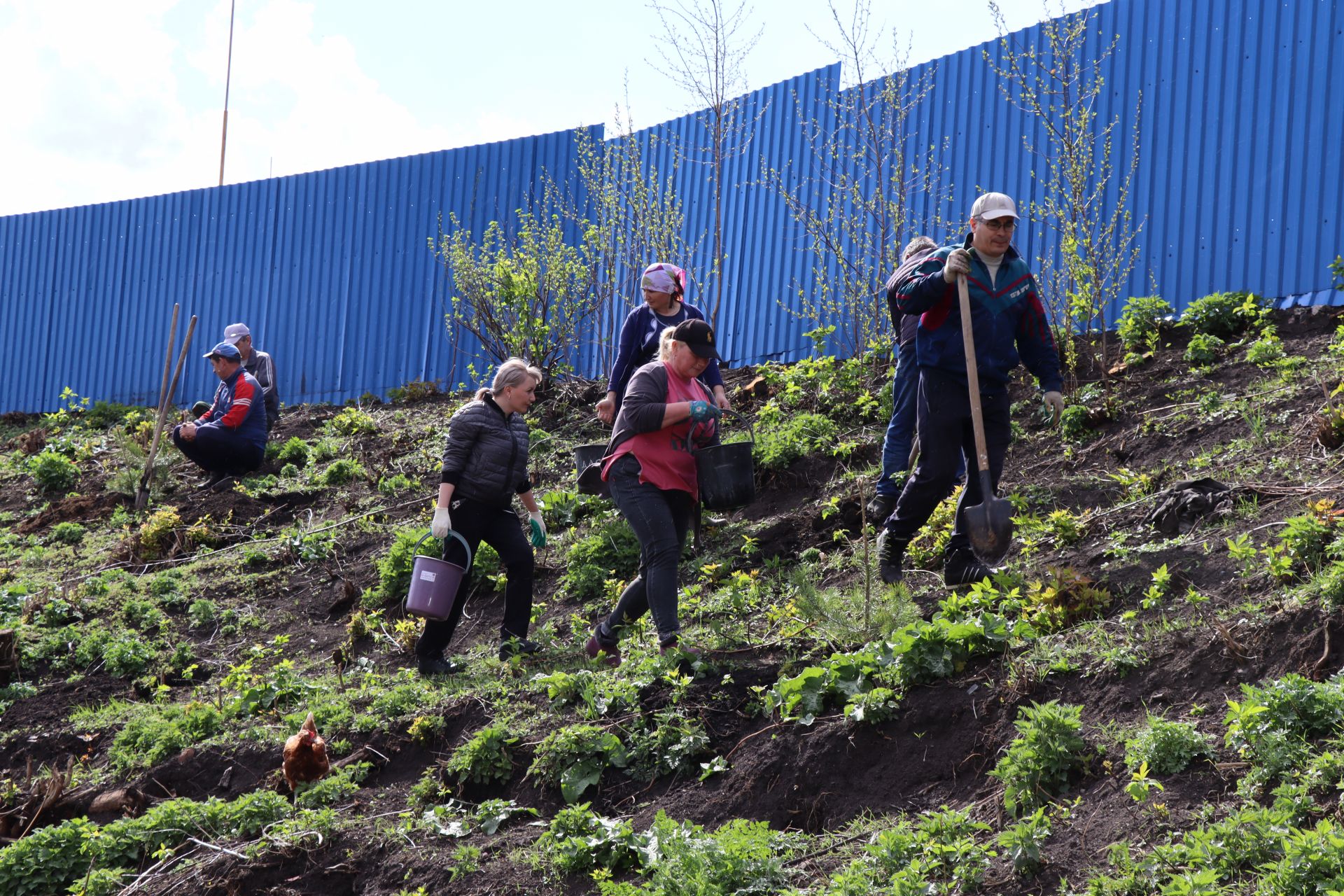 Около 500  молодых сосен и рябин посадили в Дрожжановском районе в рамках акции «Сад памяти»