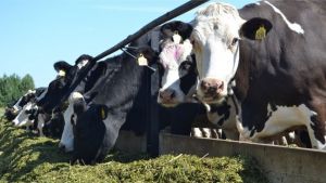 С 1 июня в РТ начинается отбор заявок на возмещение части затрат на строительство мини-ферм молочного направления