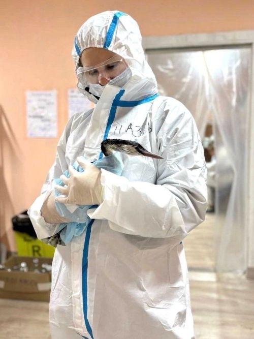 Выпускница Стародрожжановской школы № 1 Назлыгуль: волонтер, ветеринар с большим сердцем
