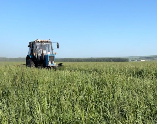 В Дрожжановском районе начали заготовку кормов